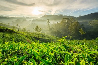 vue sur des plantations de thés et montagnes en arrière-plan en Inde du Sud