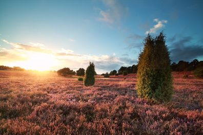 Lüneburger Heath